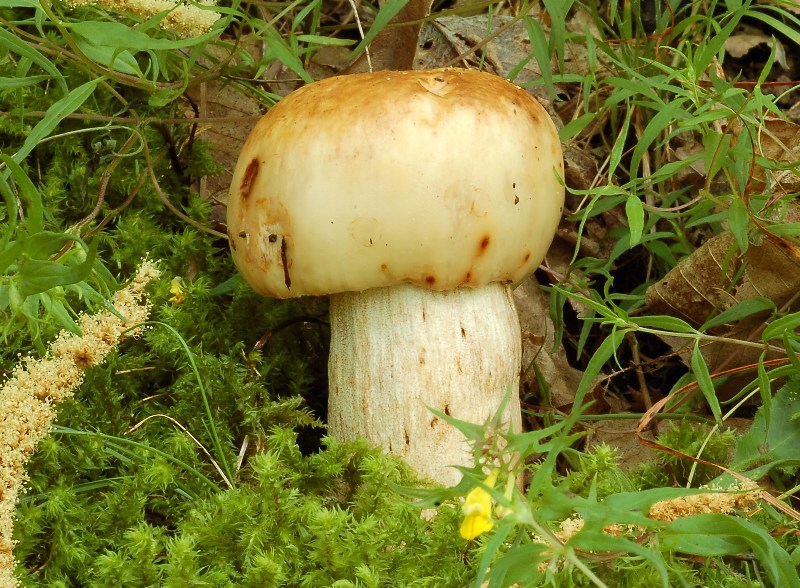 Del 4 luglio (2) (cfr. Russula illota)